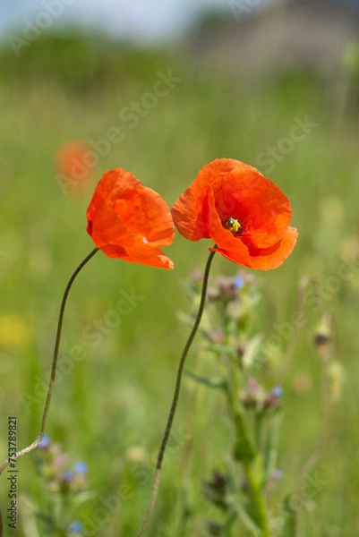 Fototapeta Maki na łące