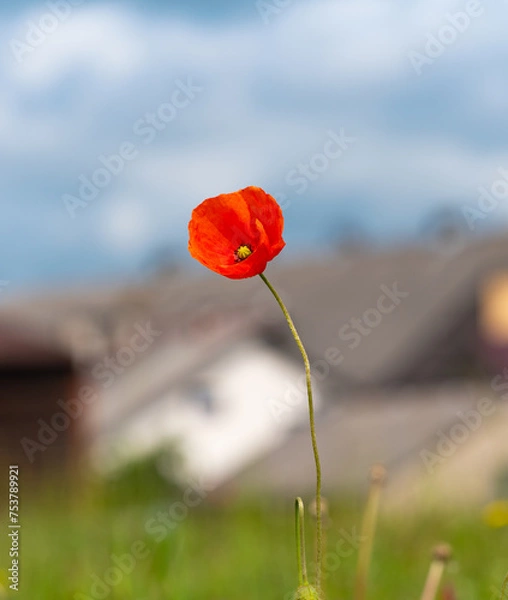 Fototapeta Samotny mak