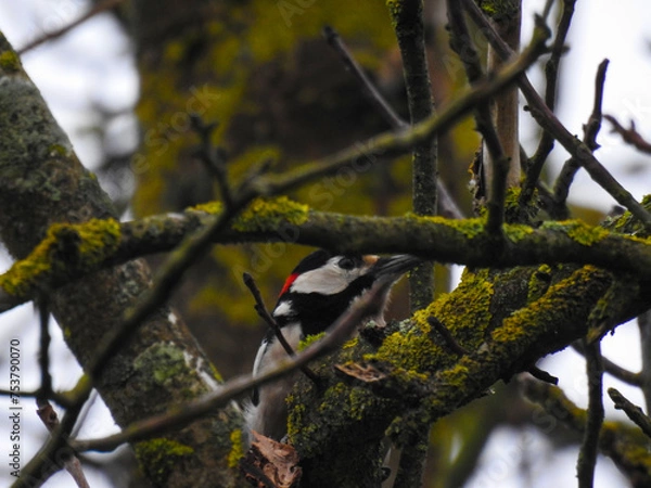 Fototapeta Dzięcioł