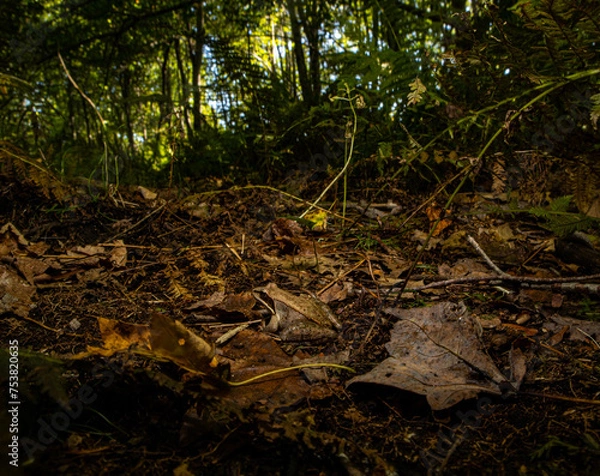 Obraz wood frog in the forest