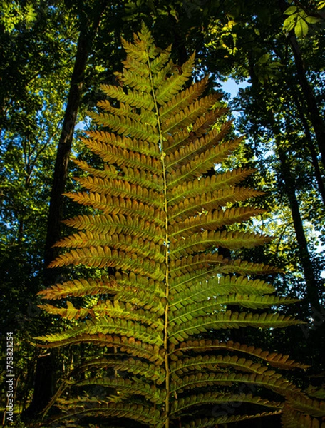 Obraz fern in the forest