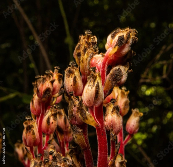 Obraz Pinesap flower