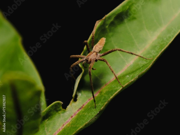 Obraz spider on a leaf
