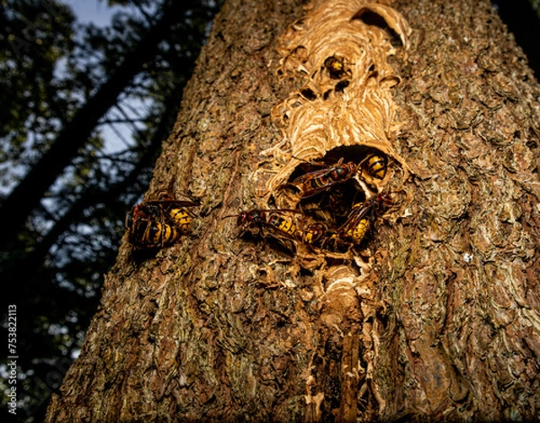 Obraz wasps leaving nest