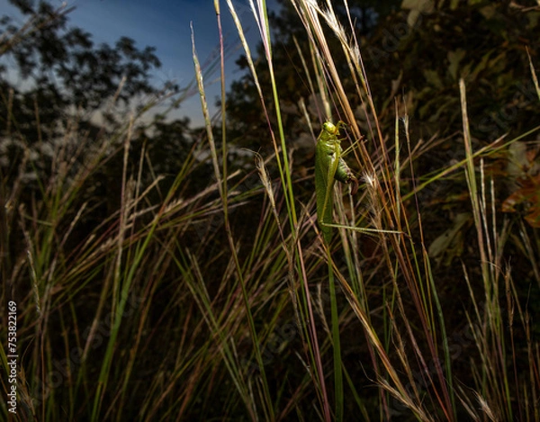 Obraz grasshopper on grass