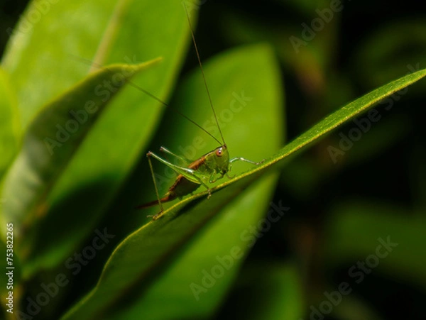 Obraz grasshopper on leaf