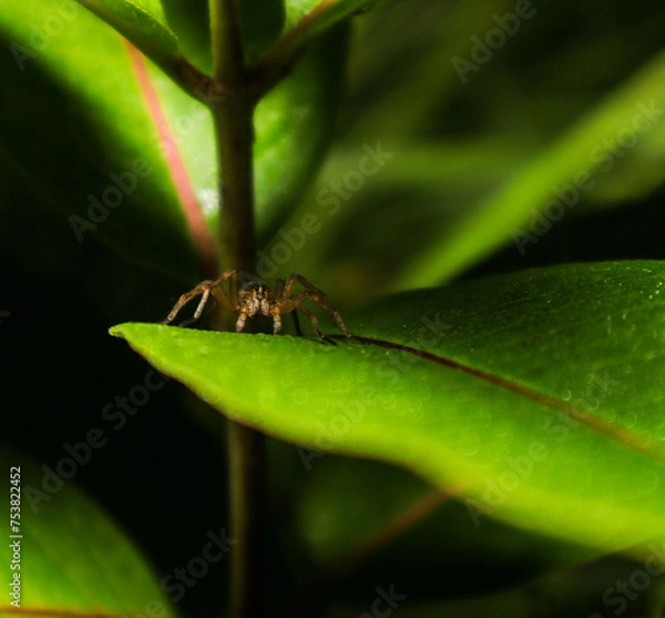 Obraz spider on leaf