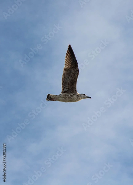 Fototapeta seagull in flight