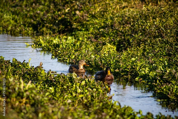 Obraz Ducks swimming in a stream