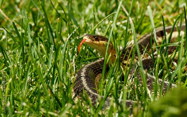 Obraz gater snake in long grass