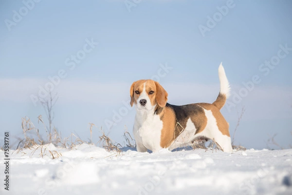 Fototapeta Beagle dog looking alert with tail up