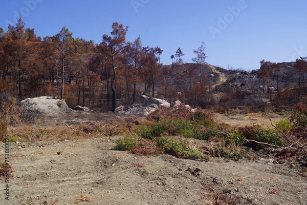 Fototapeta Landscape with burnt trees in the island of Rhodes, Greece, after the wildfires in July 2023