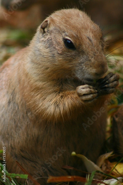 Fototapeta Erdhörnchen