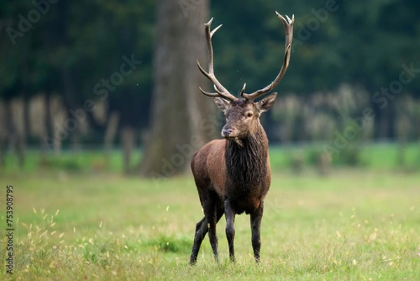 Obraz Beautiful and imposing male Red deer (Cervus elaphus)