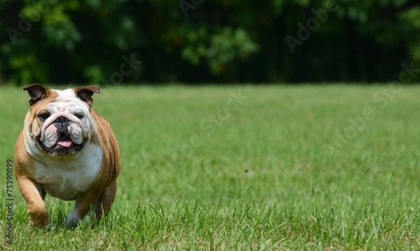 Obraz english bulldog outside