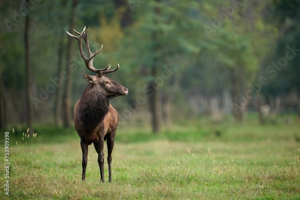 Obraz Beautiful and imposing male Red deer (Cervus elaphus)