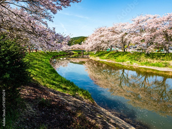 Obraz 満開の桜並木が春爛漫