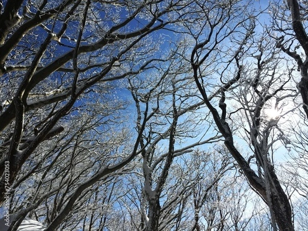 Obraz 雪山の景色