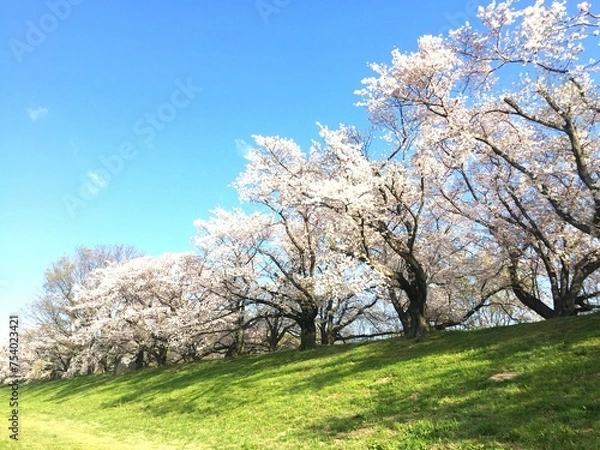 Fototapeta 桜の花の風景