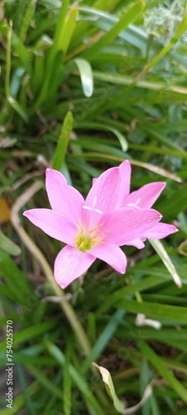 Obraz pink flower