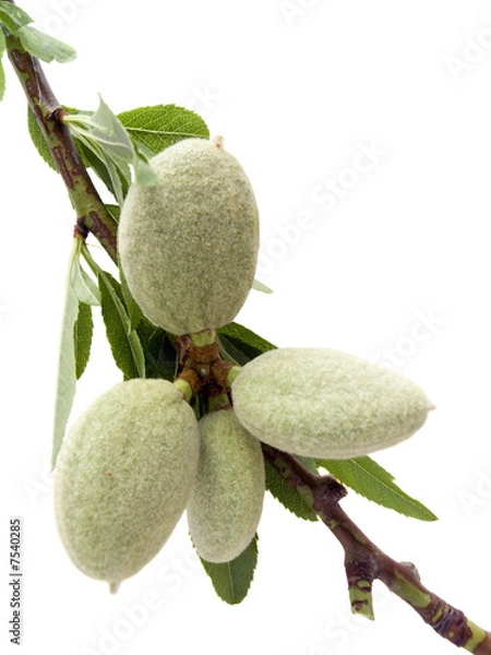 Fototapeta Young almond