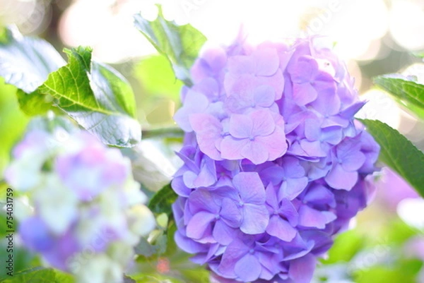 Fototapeta Hortensia flower, hydrangea flower, background.