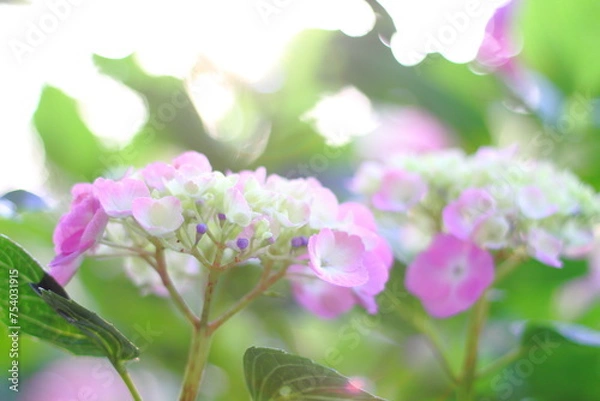 Fototapeta Hortensia flower, hydrangea flower, background.