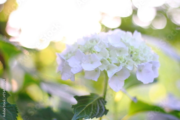 Fototapeta Hortensia flower, hydrangea flower, background.
