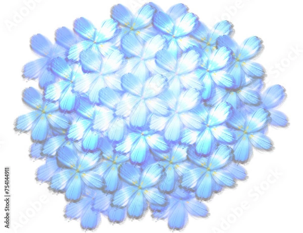 Fototapeta hydrangea