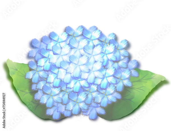 Fototapeta hydrangea