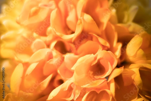 Obraz Spring flowers - close up of yellow flowers, selective focus, perfect background