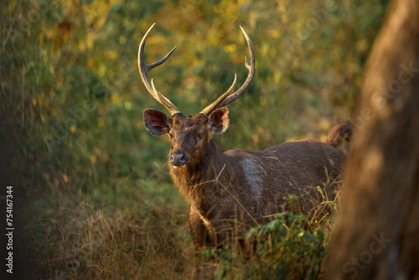 Fototapeta Sambar, Rusa unicolor, in nature habitat, Kabini Nagarhole NP, India. Wild deer in the grass, nature wildlife. Sambar, animla native to the India in Asia. Asia deer hidden in the grass.