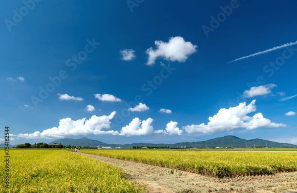Obraz 【新潟県】越後平野の水田と弥彦山・角田山。黄金色に輝く越後田園の秋。収穫中の稲穂