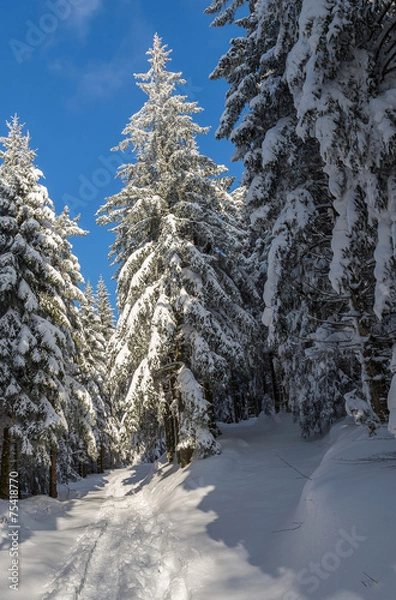 Fototapeta sapins enneigés