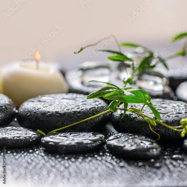 Fototapeta beautiful spa concept of green twig passionflower with tendril,