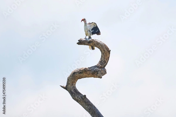 Obraz Proud hornbill posing on top of a twisted tree