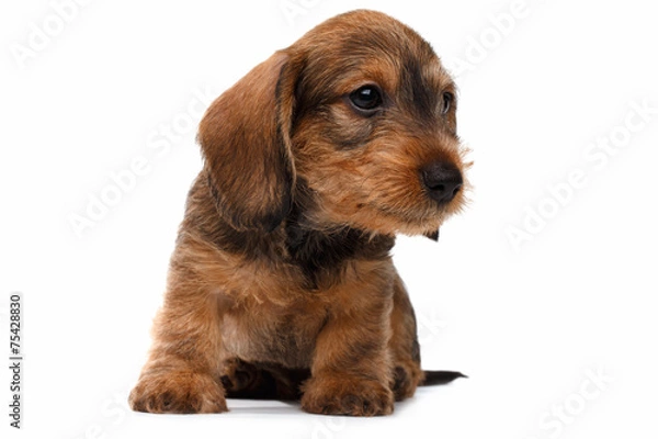 Obraz Dachshund puppy