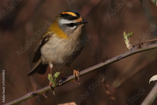 Fototapeta Fire crest.
