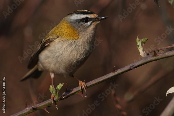 Fototapeta Fire crest bird.