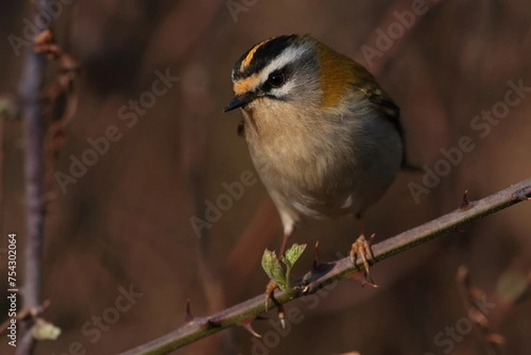 Fototapeta Fire crest bird