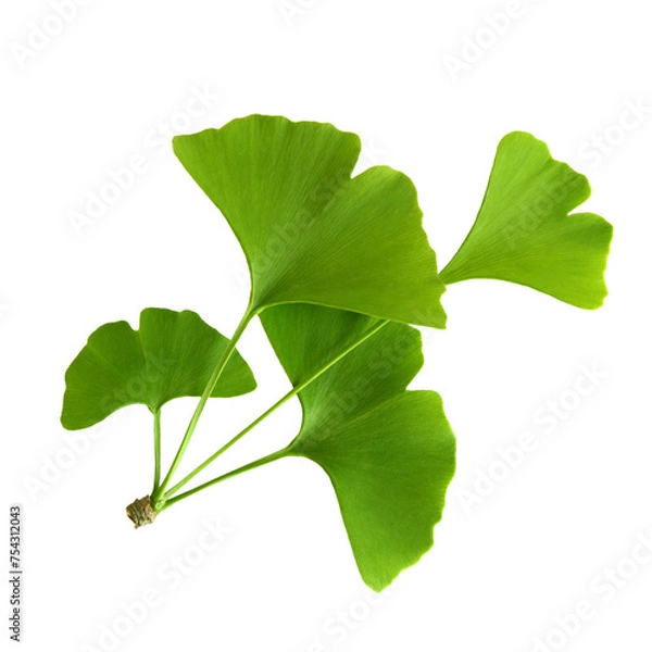 Obraz Twig with ginkgo biloba leaves isolated on a transparent background. Green, fresh leaves of Мaidenhair. PNG