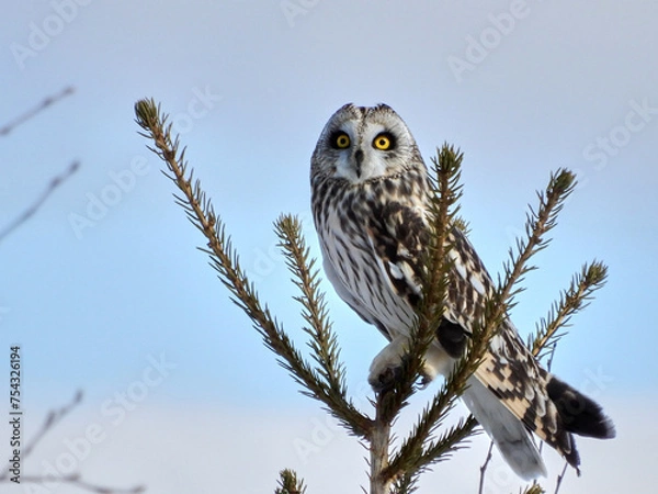 Fototapeta Majestic Short-Eared Owl Perched Atop a Fir Tree Under a Clear Blue Sky. A short-eared owl with striking yellow eyes and mottled brown and white feathers stands alert on the tip of a fir tree branch