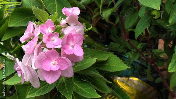 Fototapeta Hydrangea macrophylla