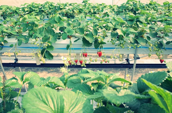 Fototapeta ビニールハウスで栽培している真っ赤な大きな苺