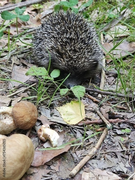 Fototapeta Hedgehog in the grass playing around