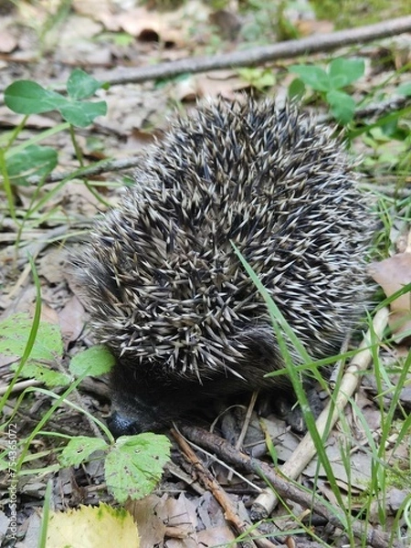 Obraz Hedgehog in the grass playing around