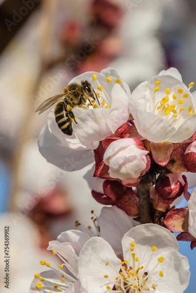 Obraz Marillenblüte Wachau 