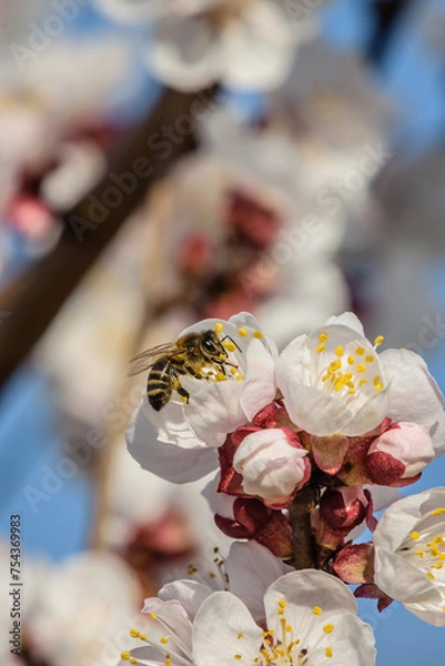 Obraz Marillenblüte Wachau 