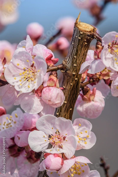 Obraz Marillenblüte Wachau 
