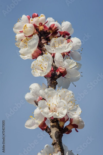 Obraz Marillenblüte Wachau 